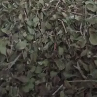 آویشن شیرازی کوهی (500 گرمی)