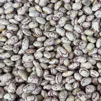 لوبیا چیتی گرد خمین بسیار خوشپخت