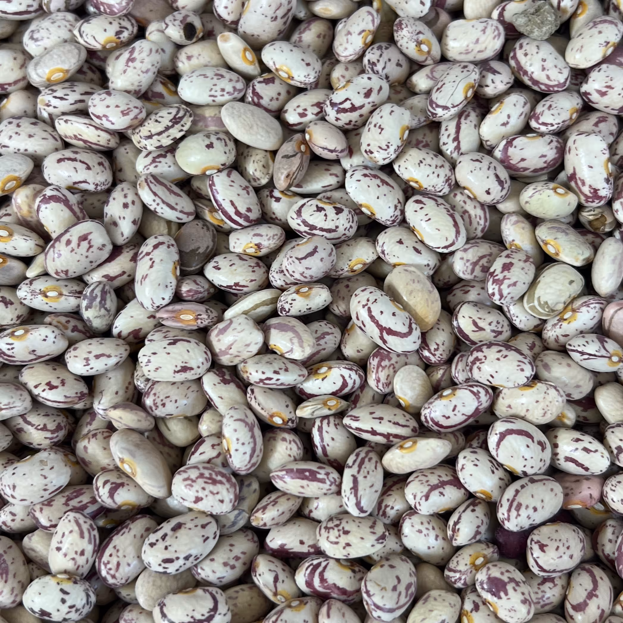 لوبیا چیتی گرد خمین بسیار خوشپخت