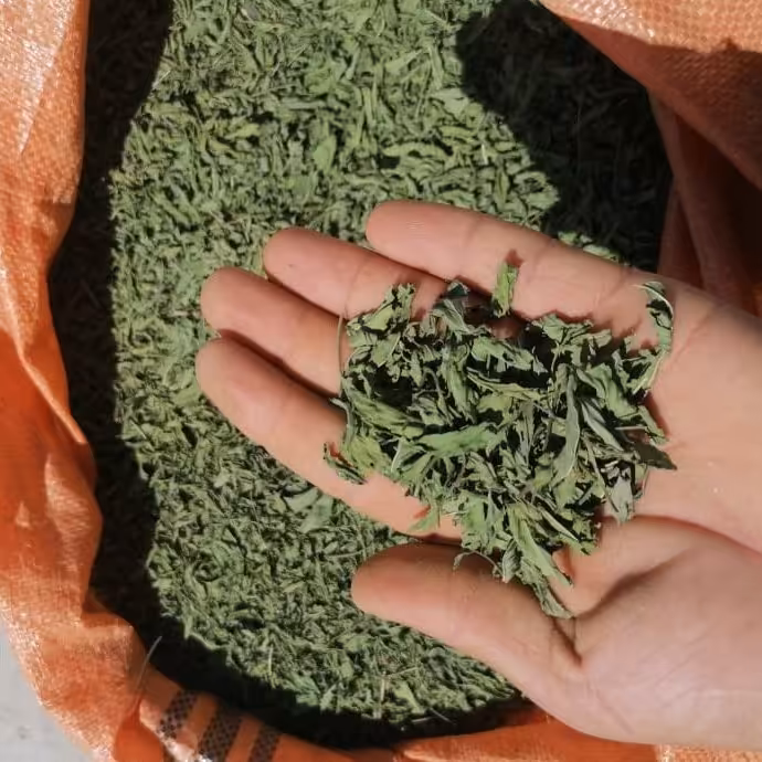 نعنا برگ صادراتی