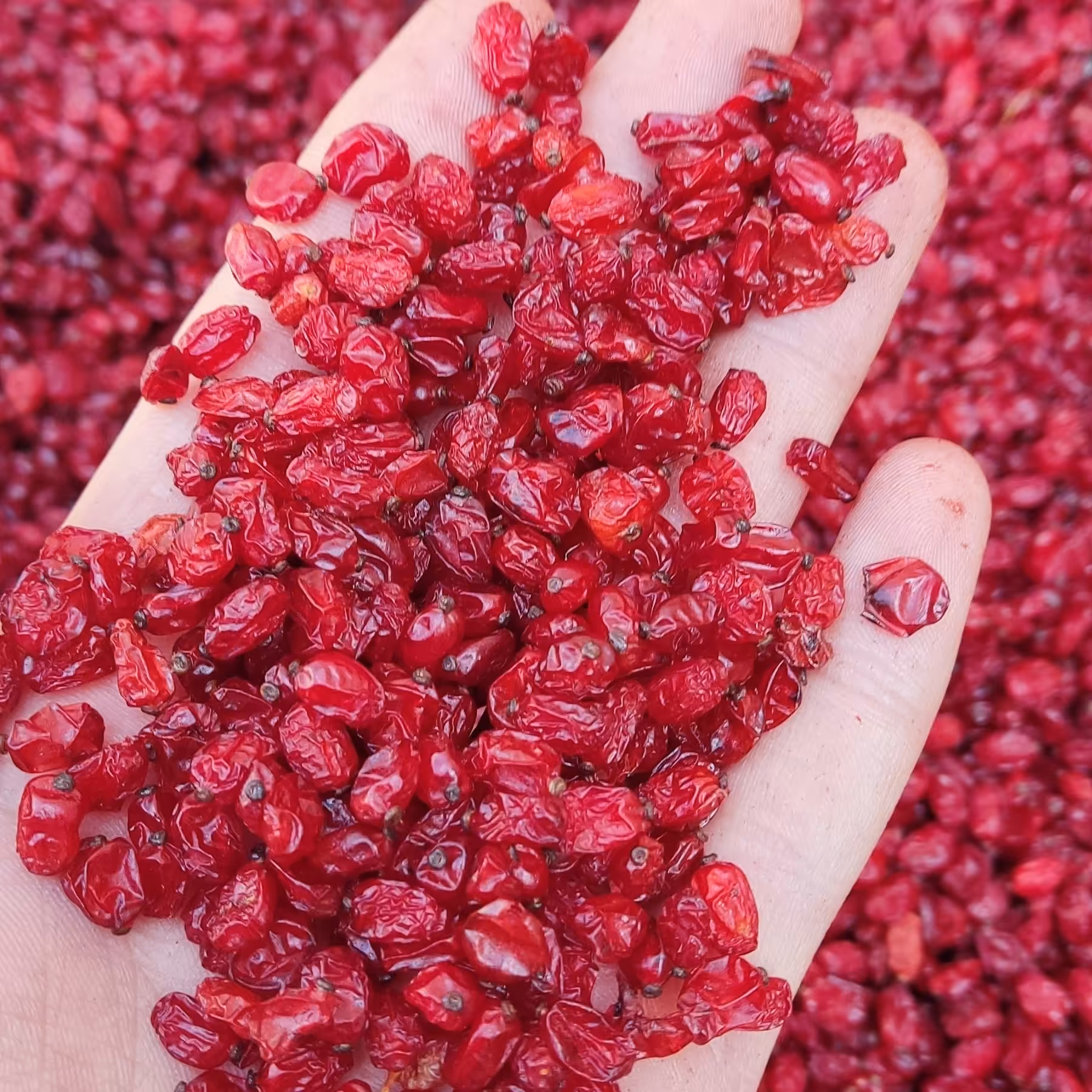 زرشک پفکی درجه یک صادراتی امسالی دستگاه خورده اماده مستقیم از کشاورز خرید کنید.