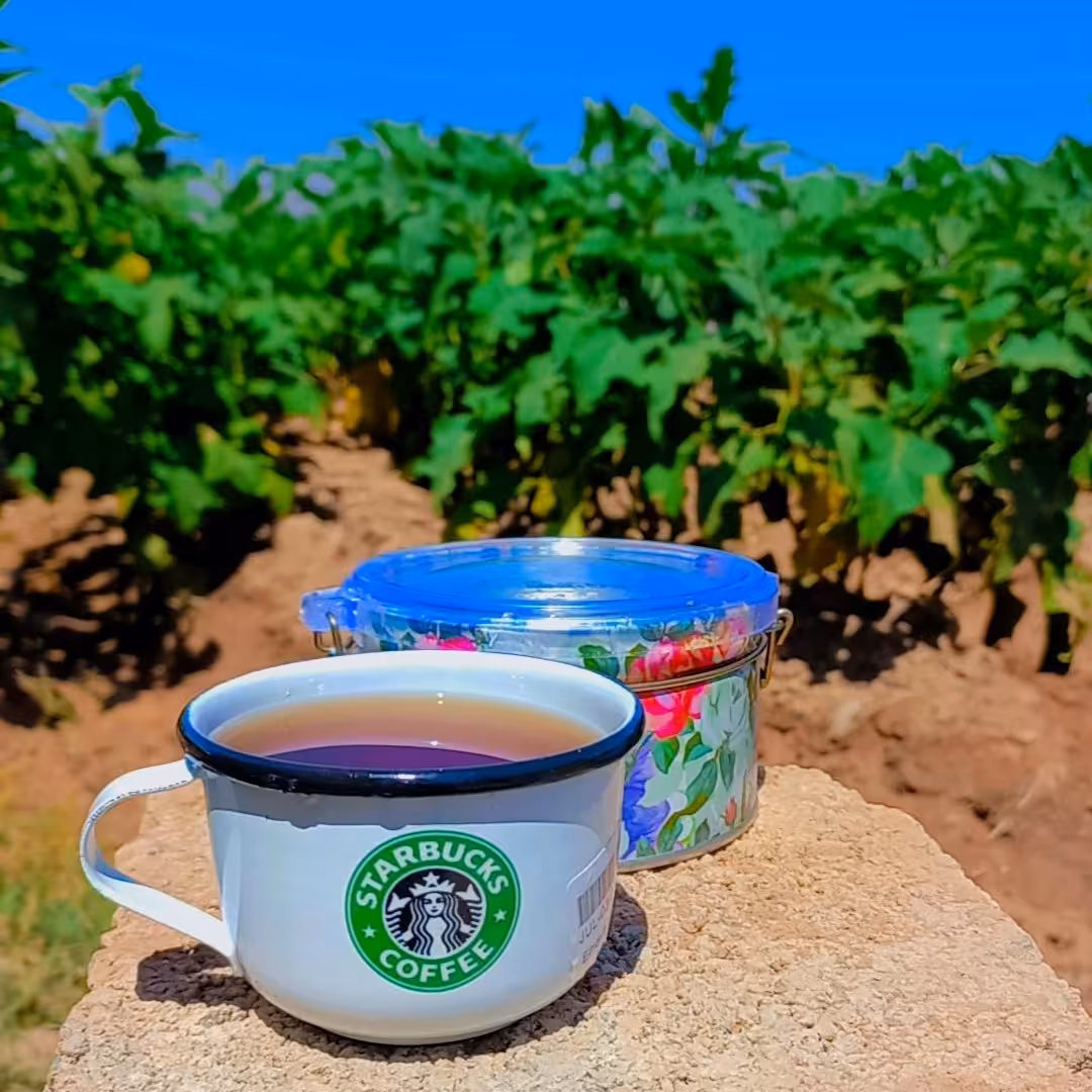 2 عددفنجان لعابی ، بدون سرب ،استار باکس سبز ، برند کایا ،رنگ سفید