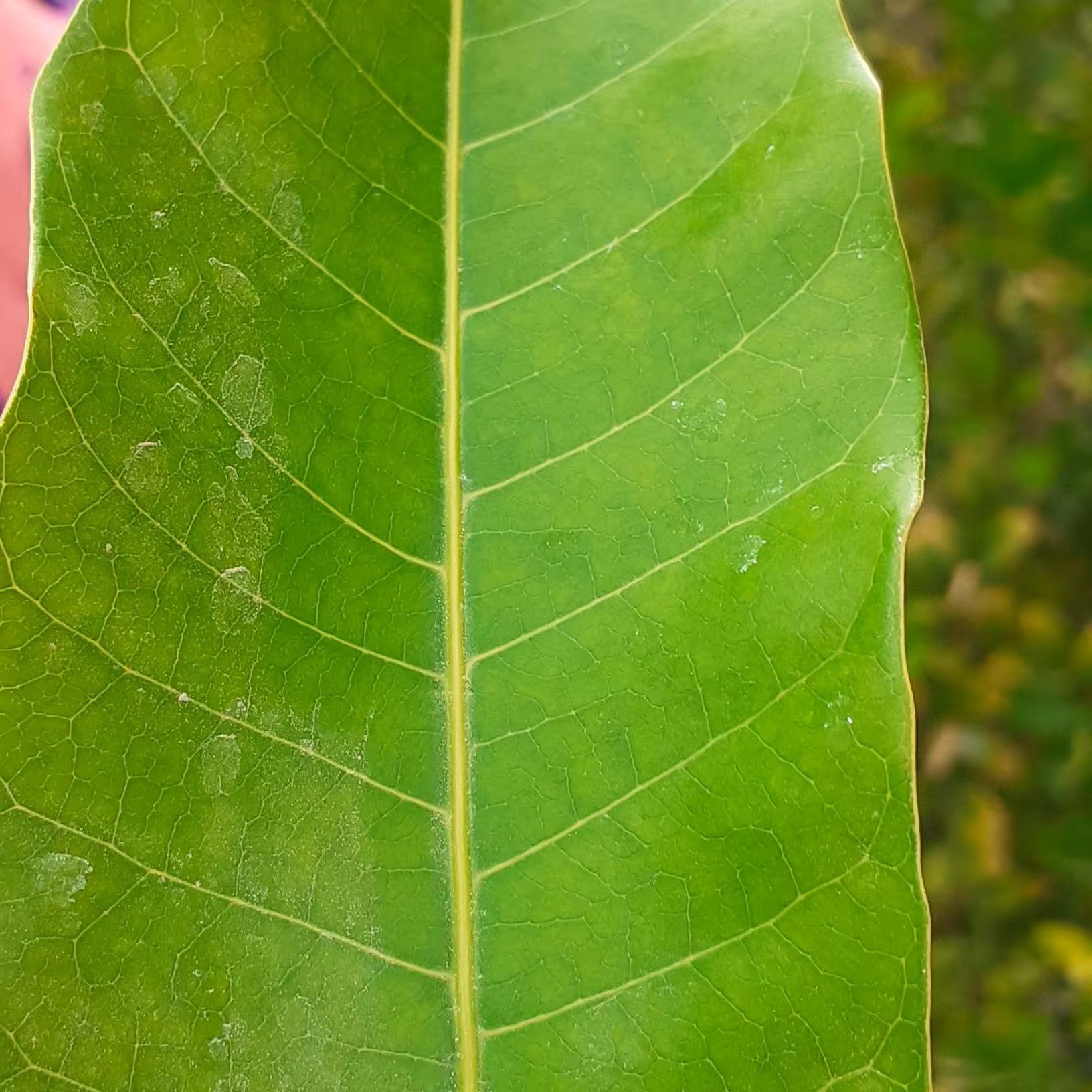 برگ انبه بجگان