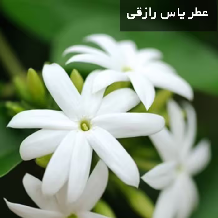 عطر گل یاس رازقی اعلا خالص گرمی 20 هزارتومان