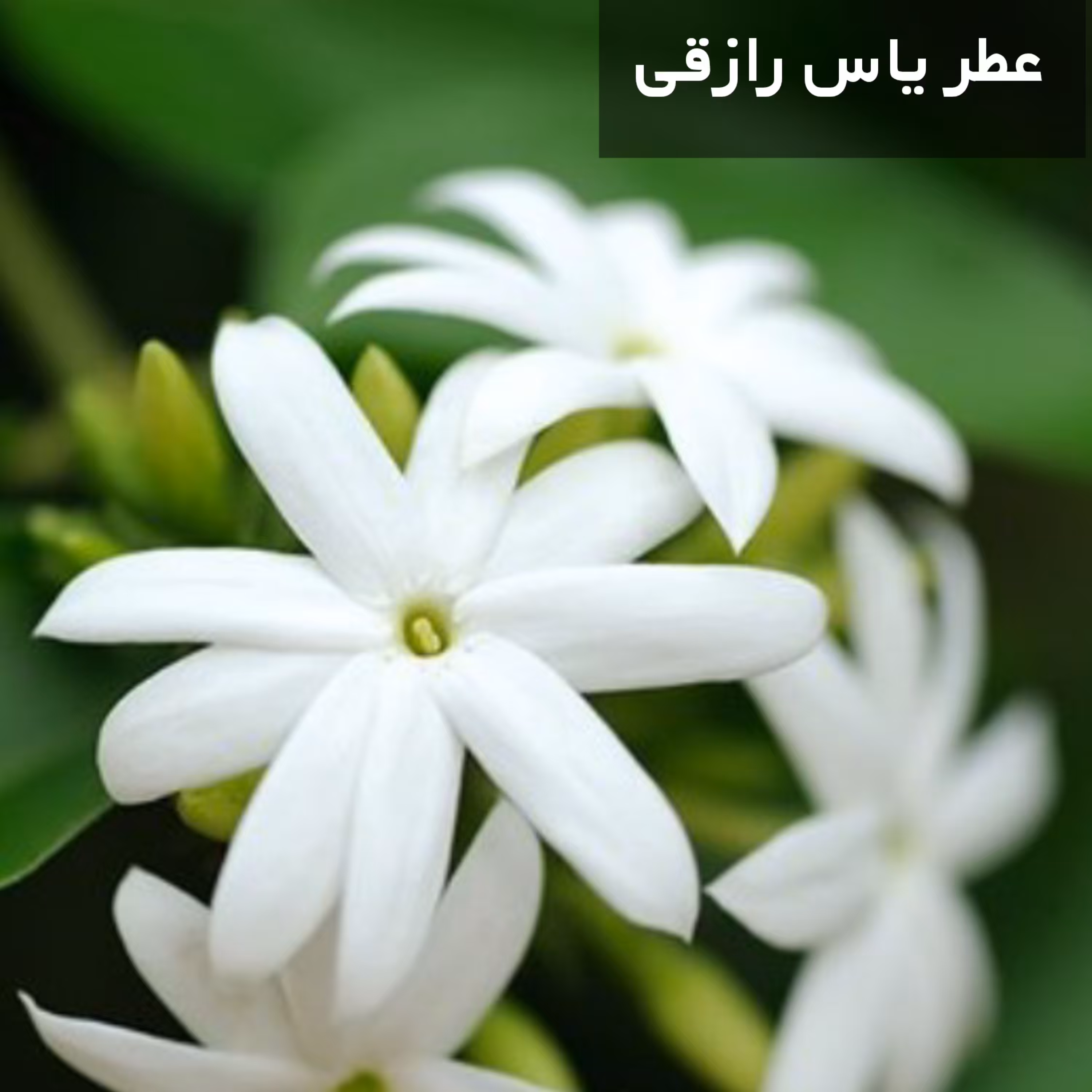عطر گل یاس رازقی اعلا خالص گرمی 20 هزارتومان