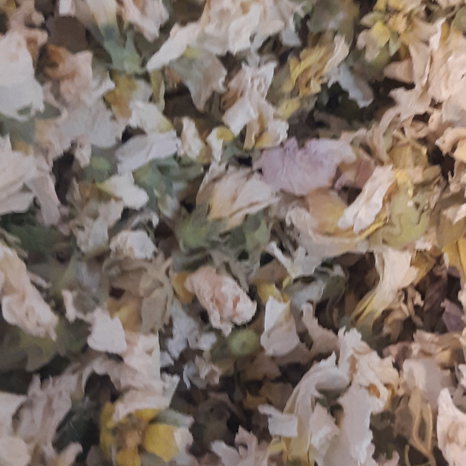 گل ختمی سفید اعلا   100 گرمی