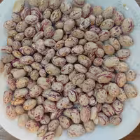 لوبیا چیتی بوجاری شده و درشت و تمیز  تاره و امساله خوش پخت بسته یک کیلویی 