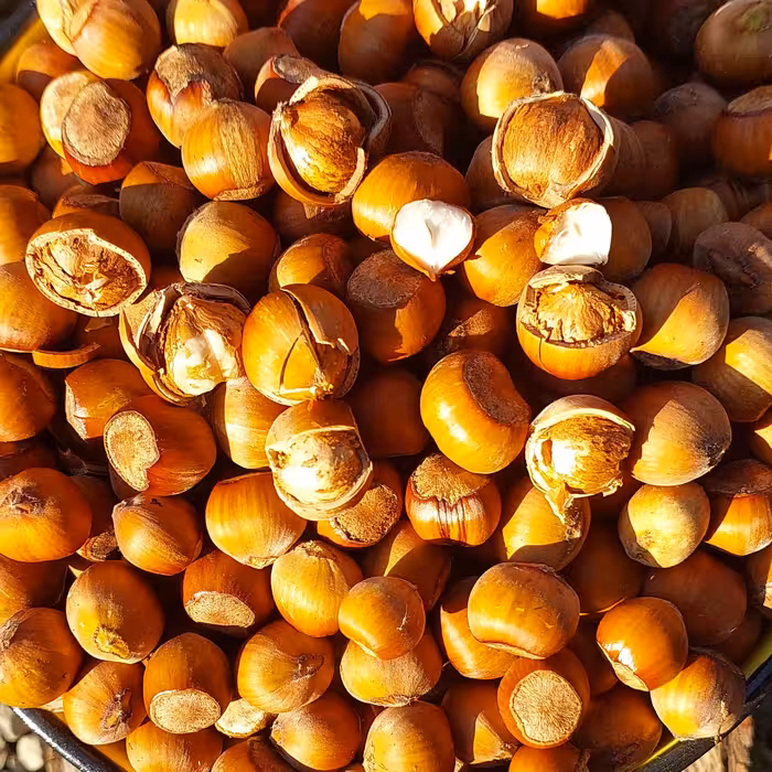 فندق خام نشکسته امساله دو کیلو گرمی اشکورات ، خشک و کم رطوبت و بسیار خوشمزه 