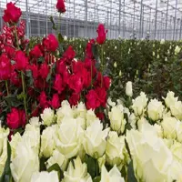 طرح توجیهی گلخانه گل رز - Tarhtojihi.org
