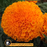 بذر گل جعفری Antigua گلداسمیت