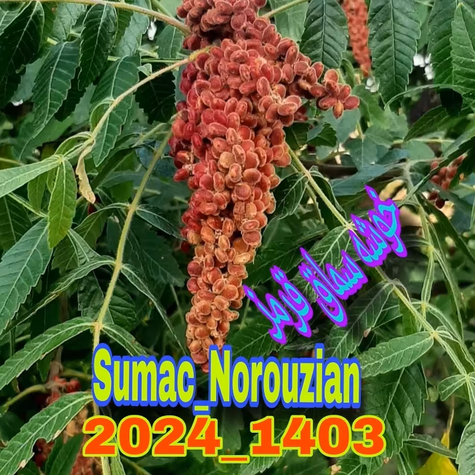 سماق قرمز خوشه ای 250 گرمی