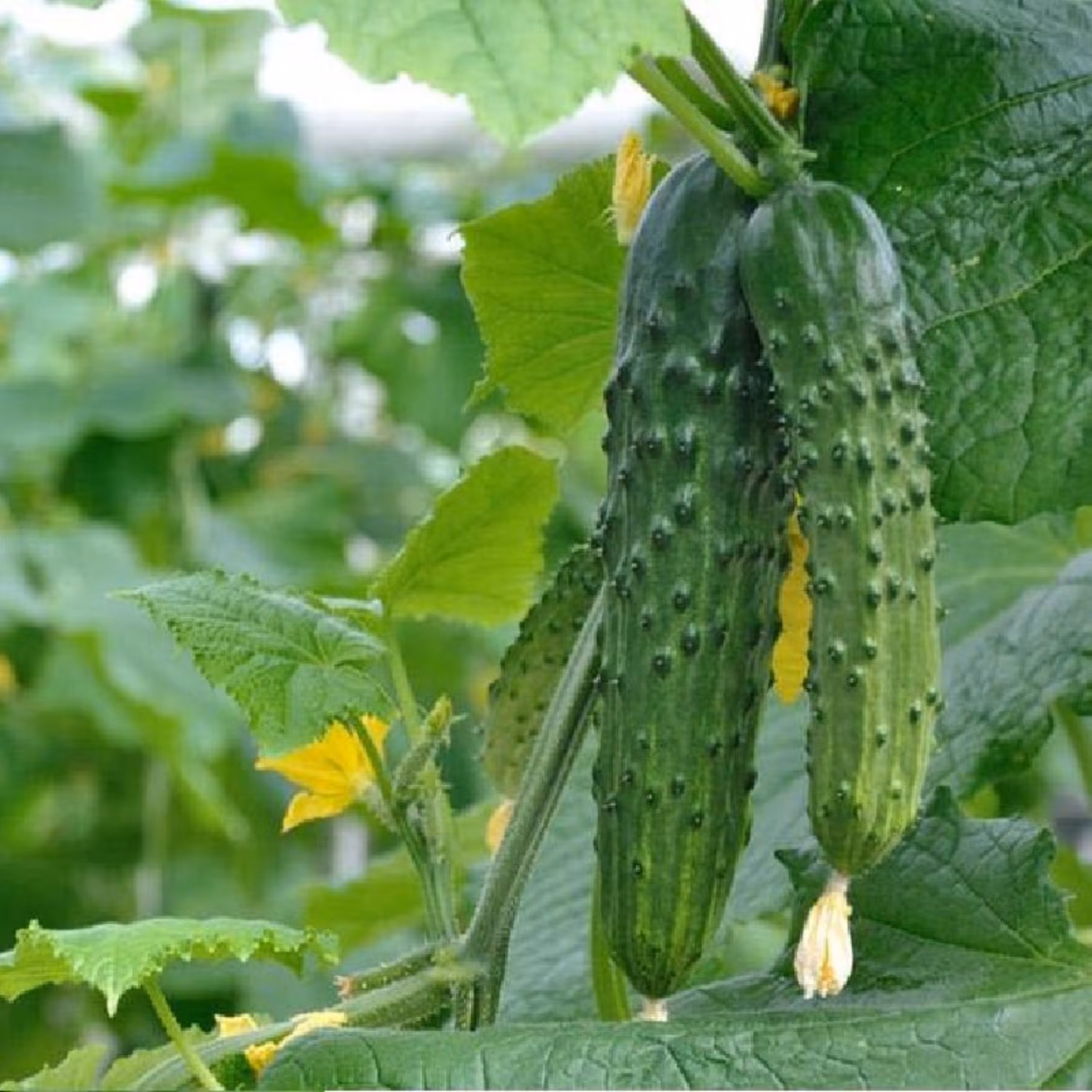 بذر خیار خاردار