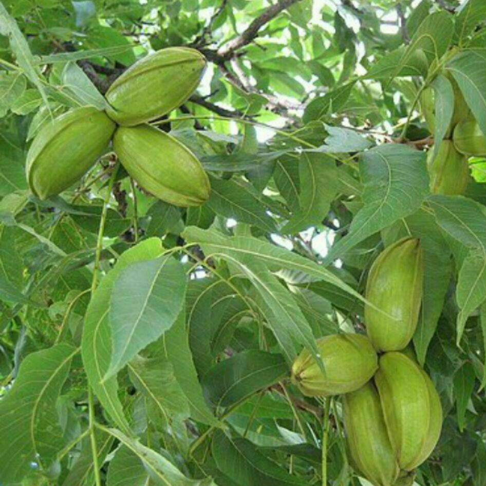 نهال گردوی پکان آمریکایی وارداتی بسیار کمیاب 1 ساله
