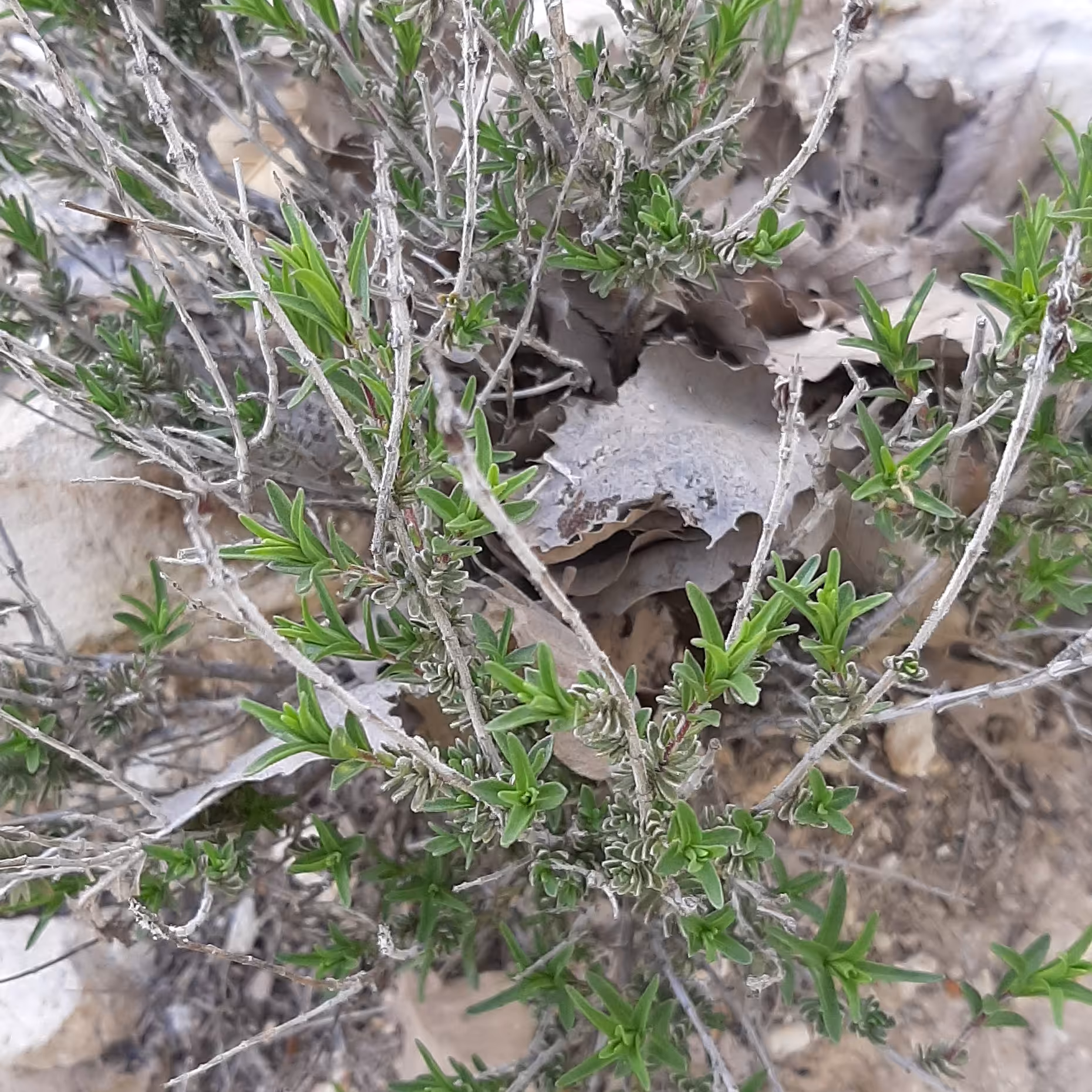 مرزه کوهی 100 گرمی دستچین لرستان