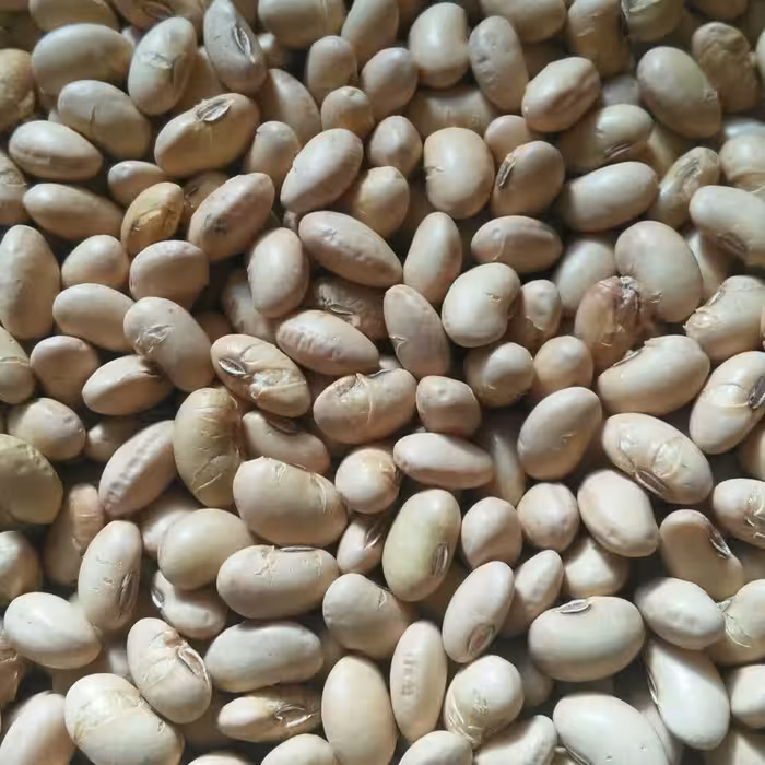 سویا آجیلی در طعم های شور،لیمویی و...