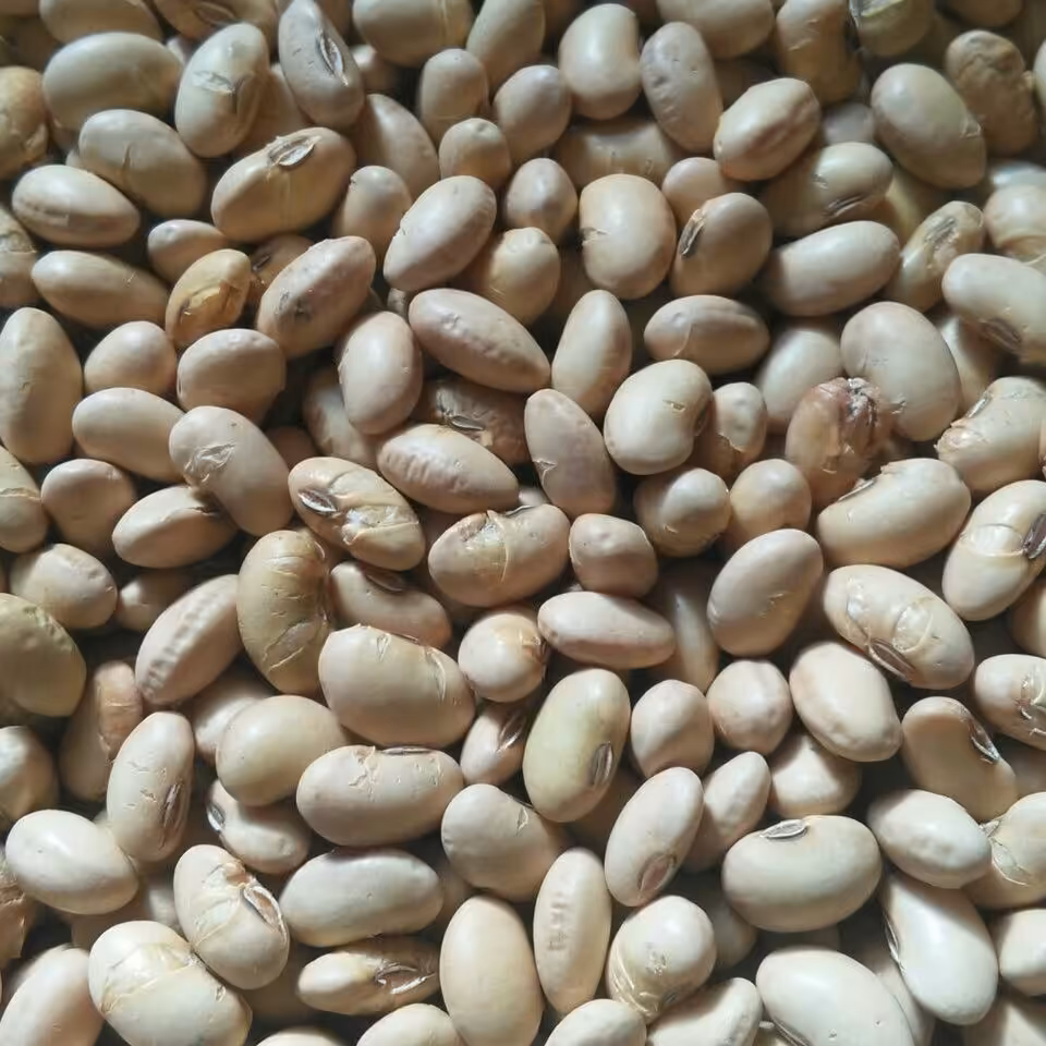 سویا آجیلی در طعم های شور،لیمویی و...