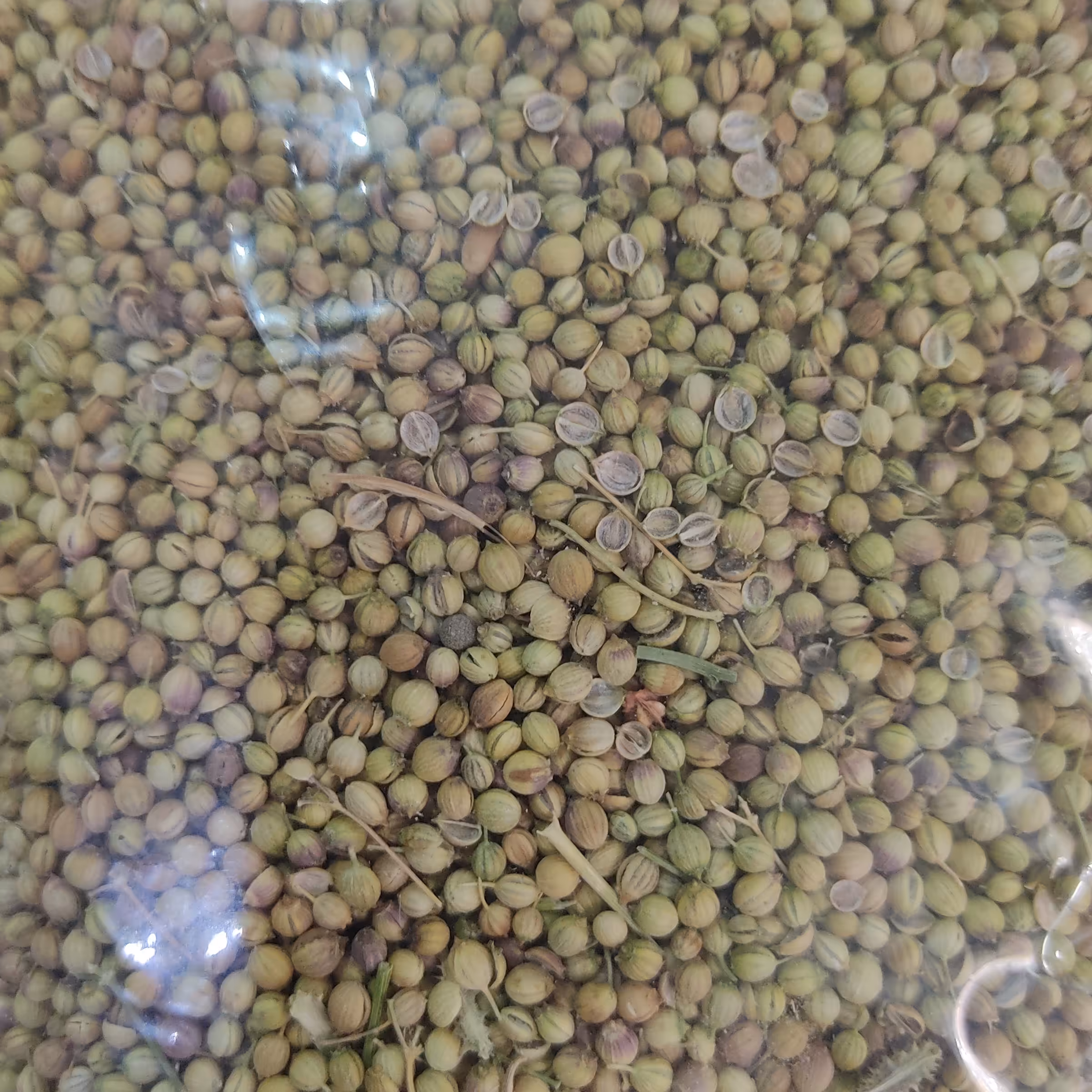 تخم گشنیز سورت شده توپی با رنگ و عطر عالی تازه امساله500 گرمی 