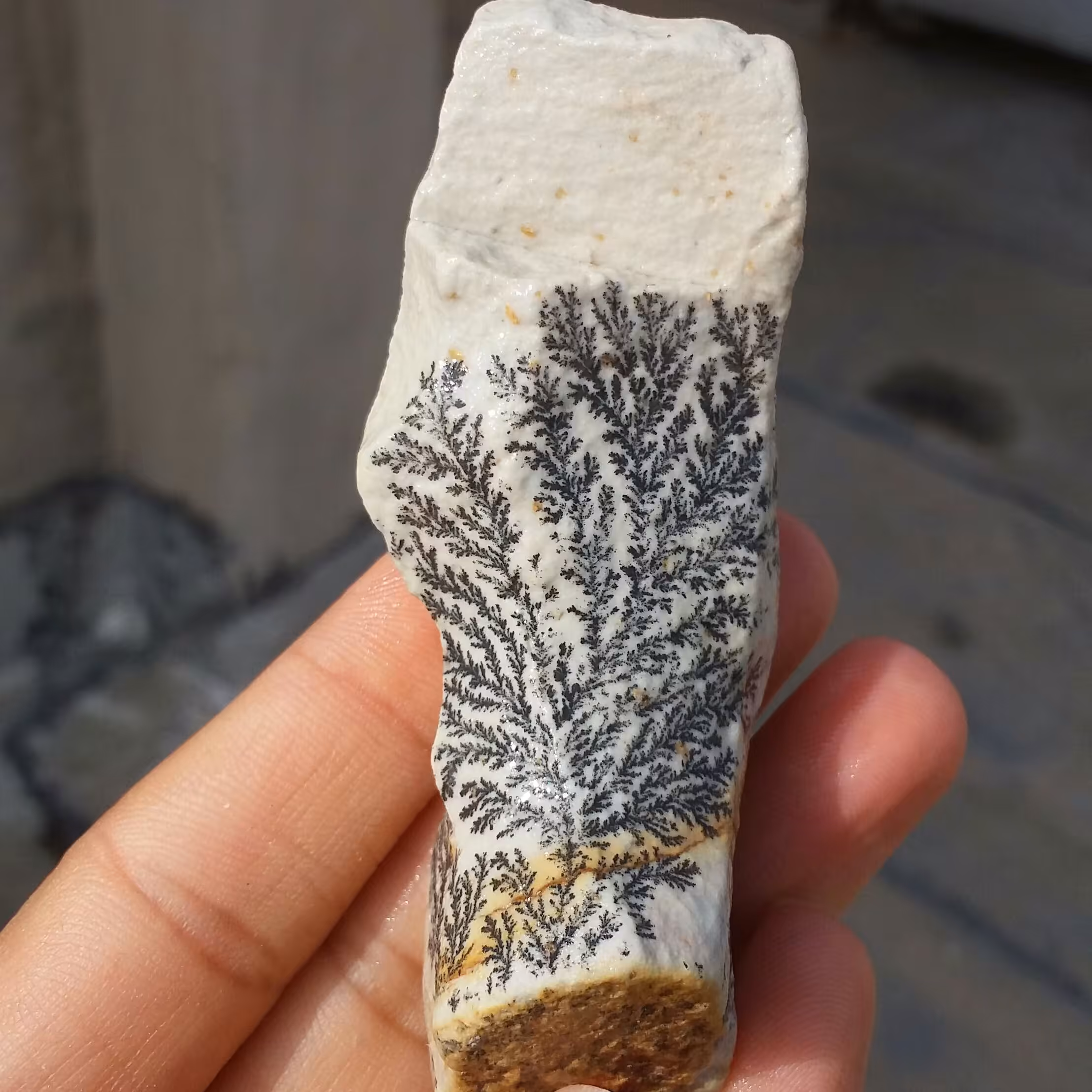 سنگ راف 100 در 100 طبیعی شجر دندریتی یا فسیلی محشر خاص شاهکار خلقت
شجر واضح کشیده خاااااااااص
کد 9657