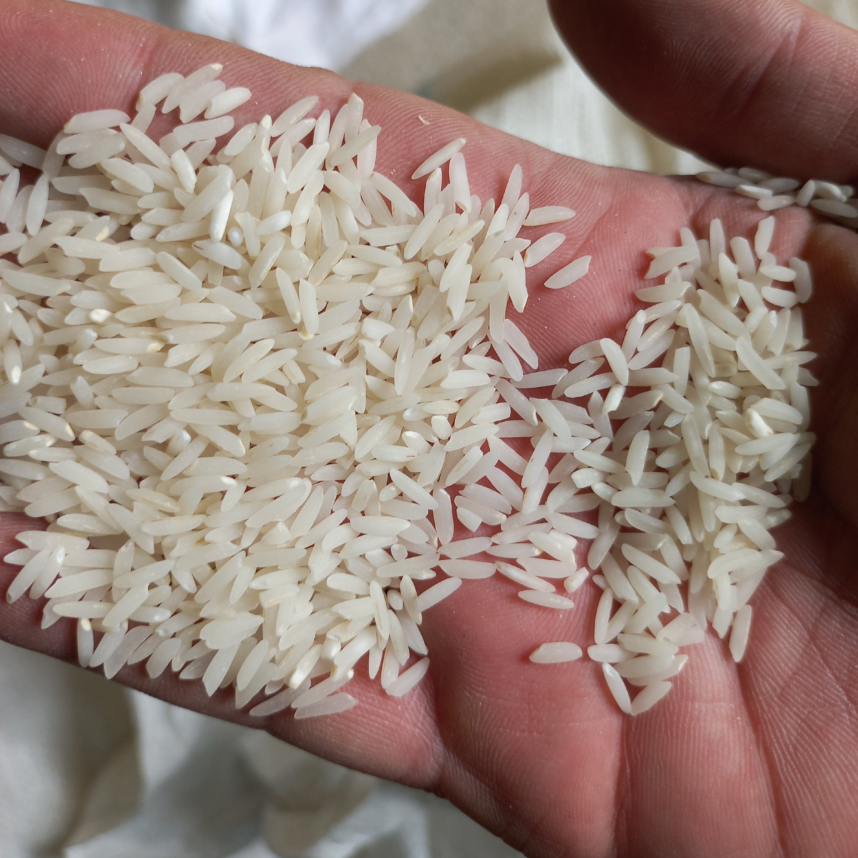 برنج طارم هاشمی فریدونکنار الک شده مجلسی (بسته 100کیلویی)