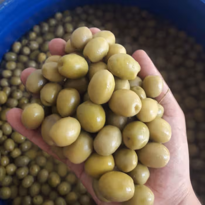 زیتون کنسروی درشت طارم با کیفیت عالی و امساله با ارسال رایگان