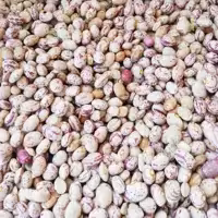 لوبیا چیتی ارگانیک 