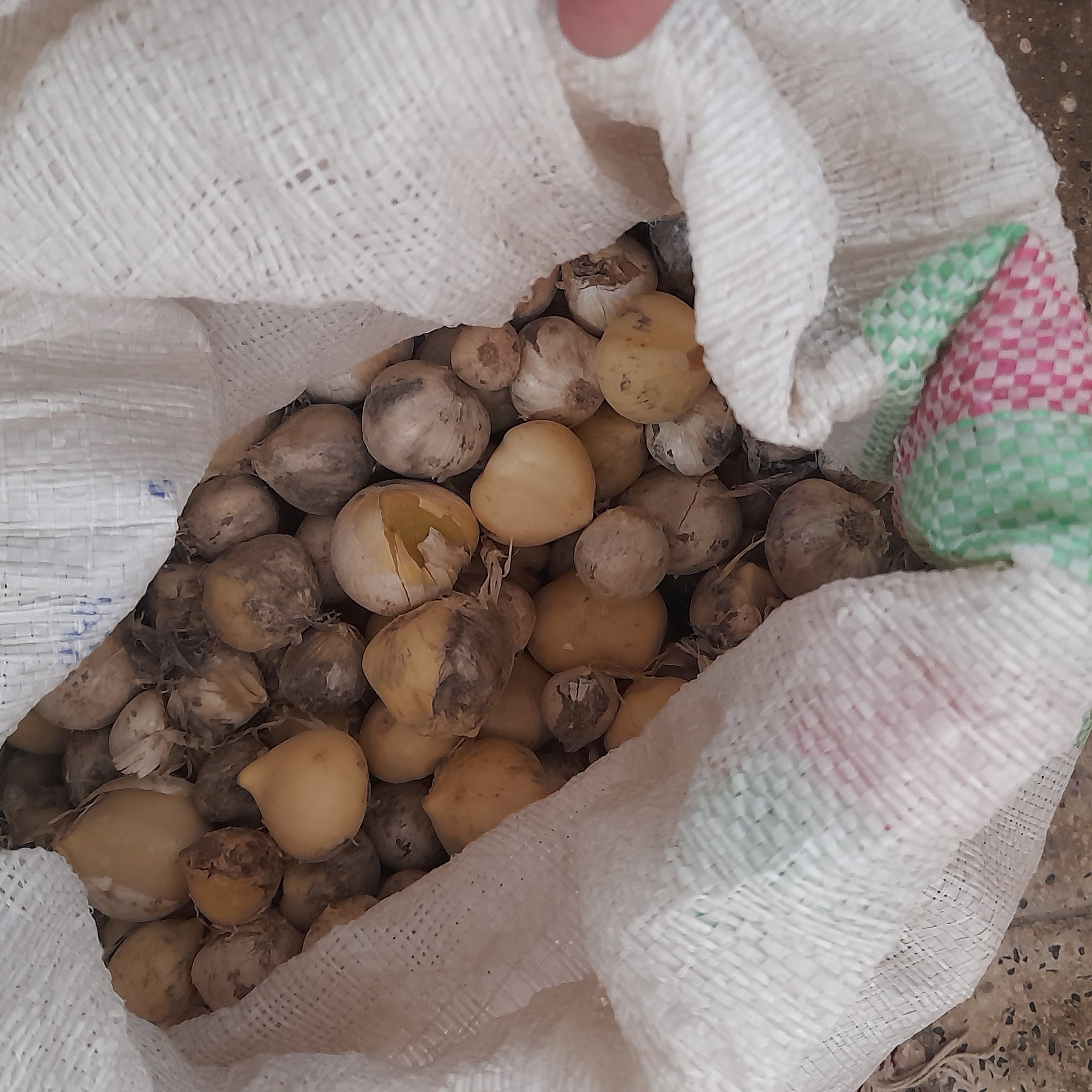 موسیر کوهی کاملا طبیعی