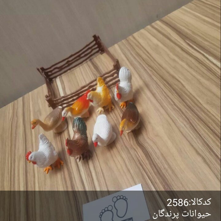 حیوانات پرندگان