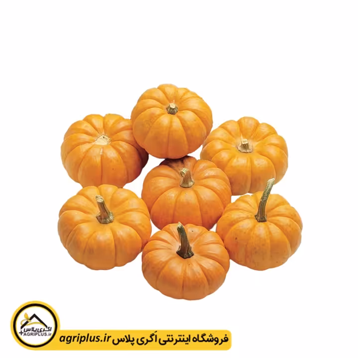 بذر کدو زینتی جک کوچولو (Cucurbita Pepo Jack Be Little) مولر