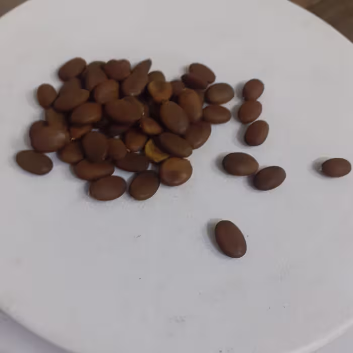 بذر خرنوب 