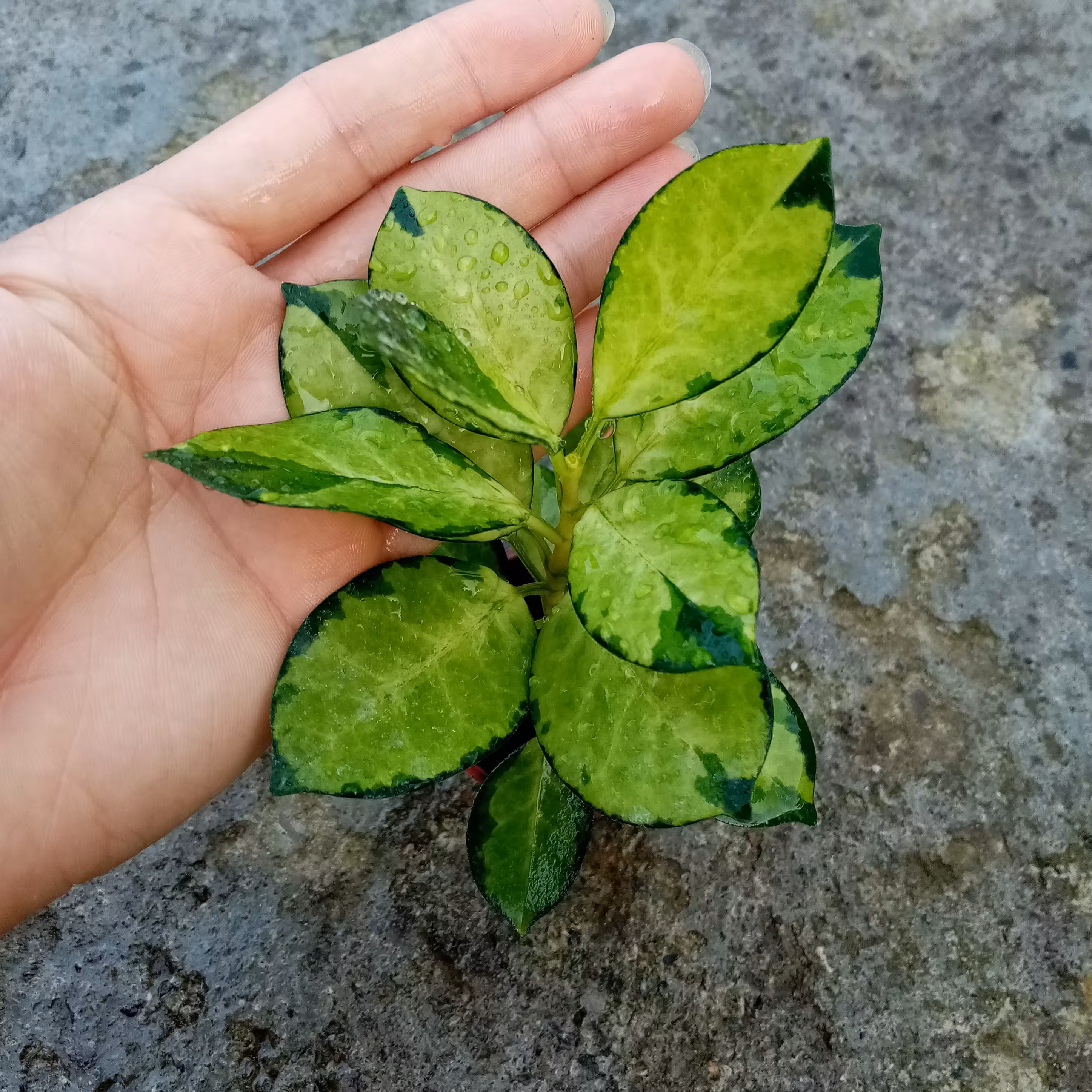 گل هویا لیزا ابلق گلدان 6 سانتی متری کد HL019 