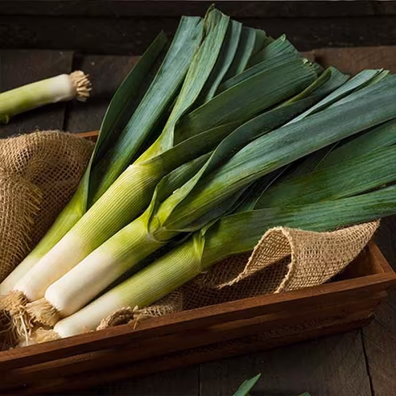 بذر تره پهن برگ

Leek

