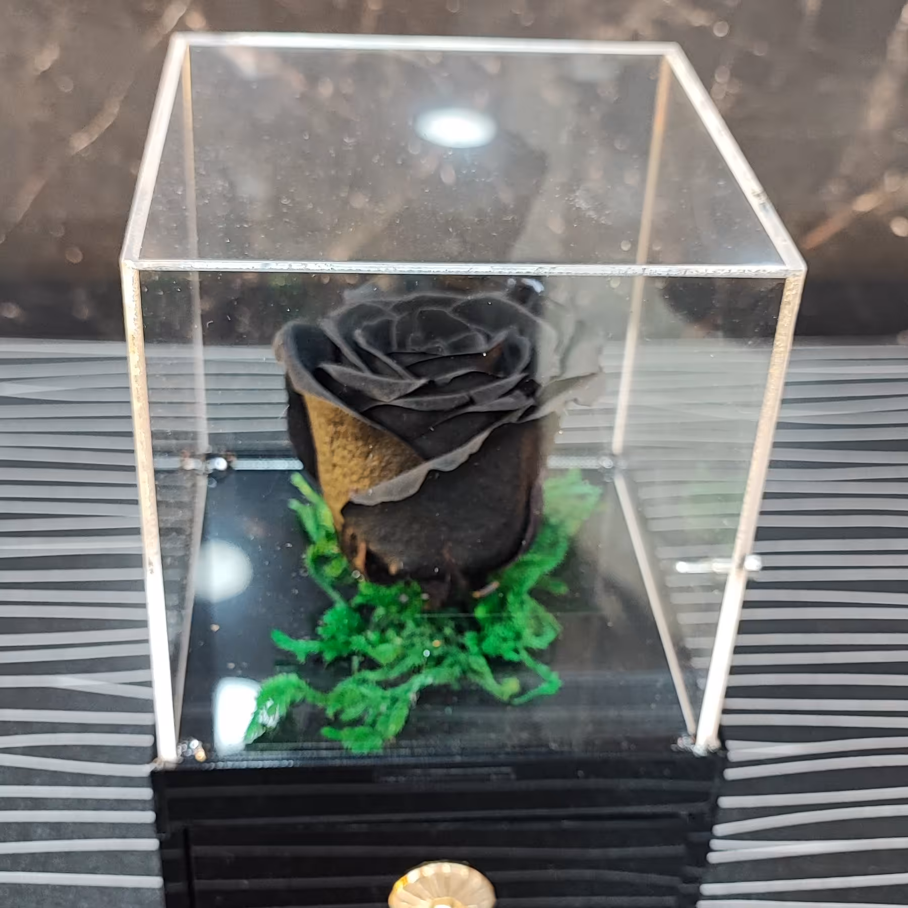 رز جاودان مدل مهتاب