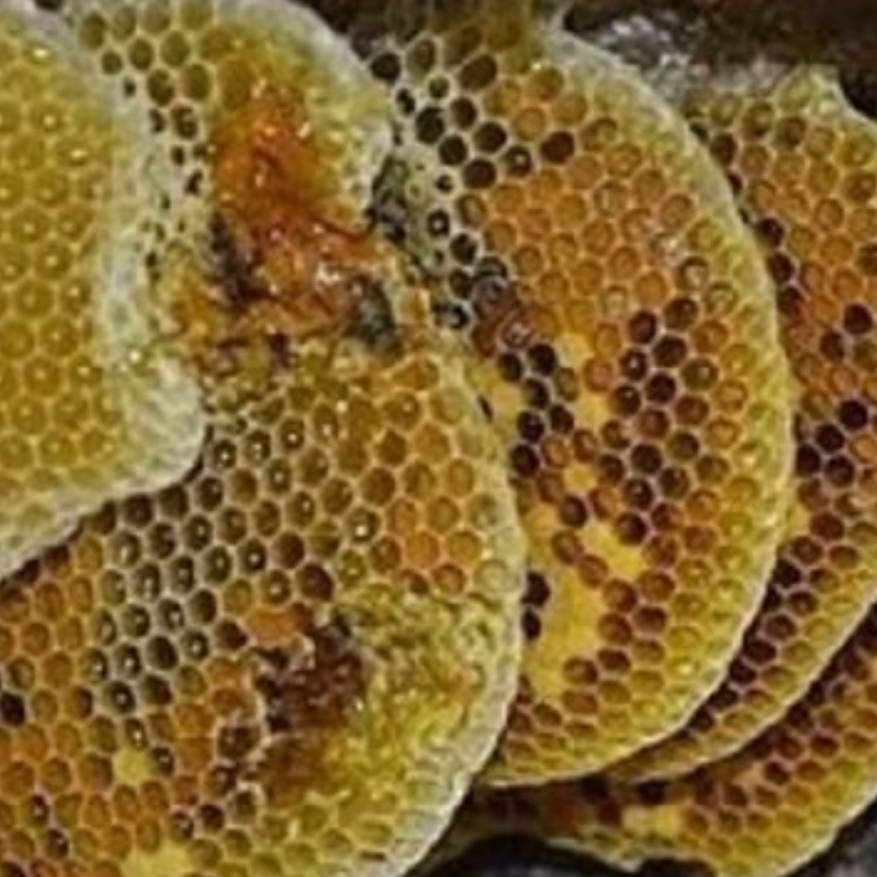 عسل صخره ای 100 درصد طبیعی