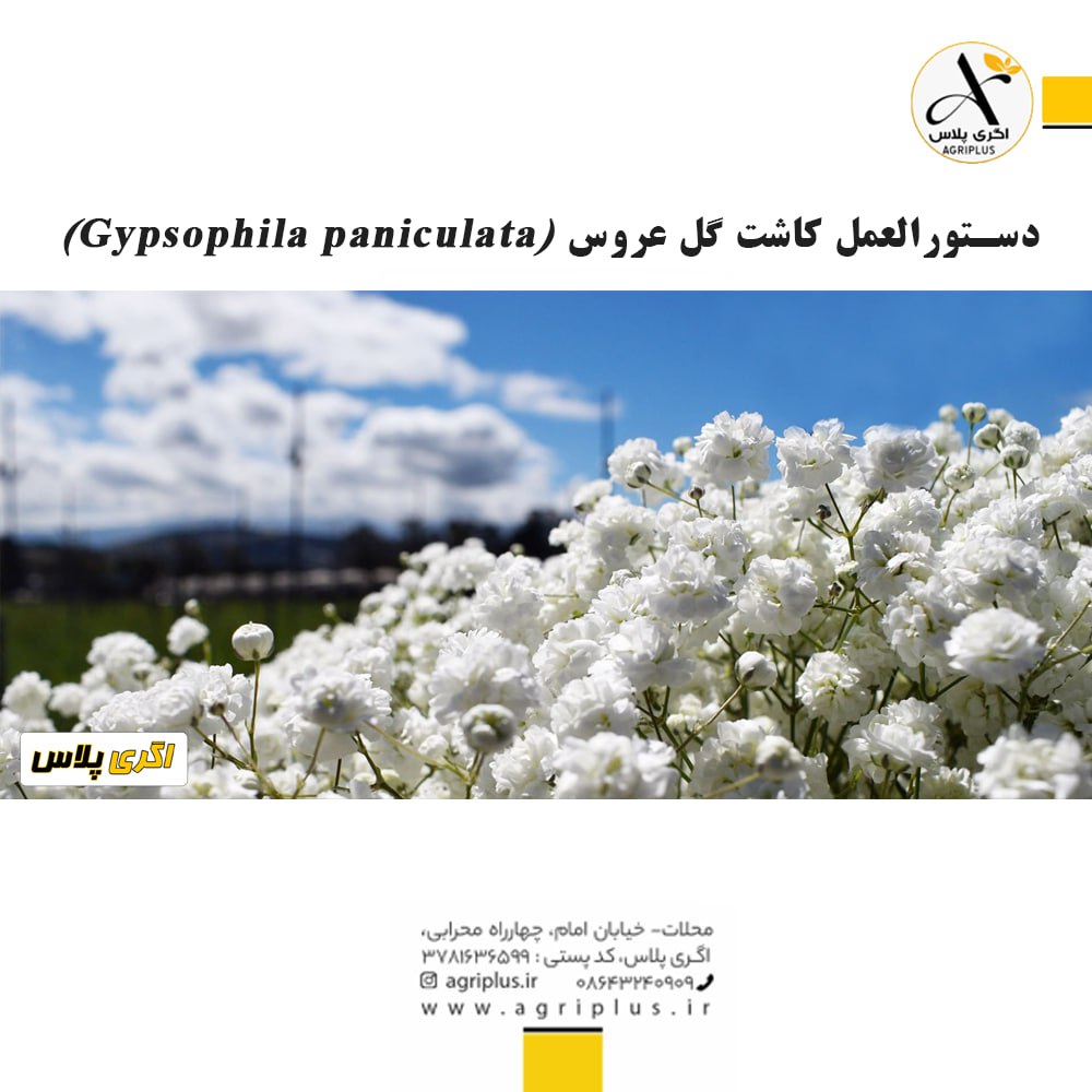 دستورالعمل کاشت گل عروس (Gypsophila paniculata)
