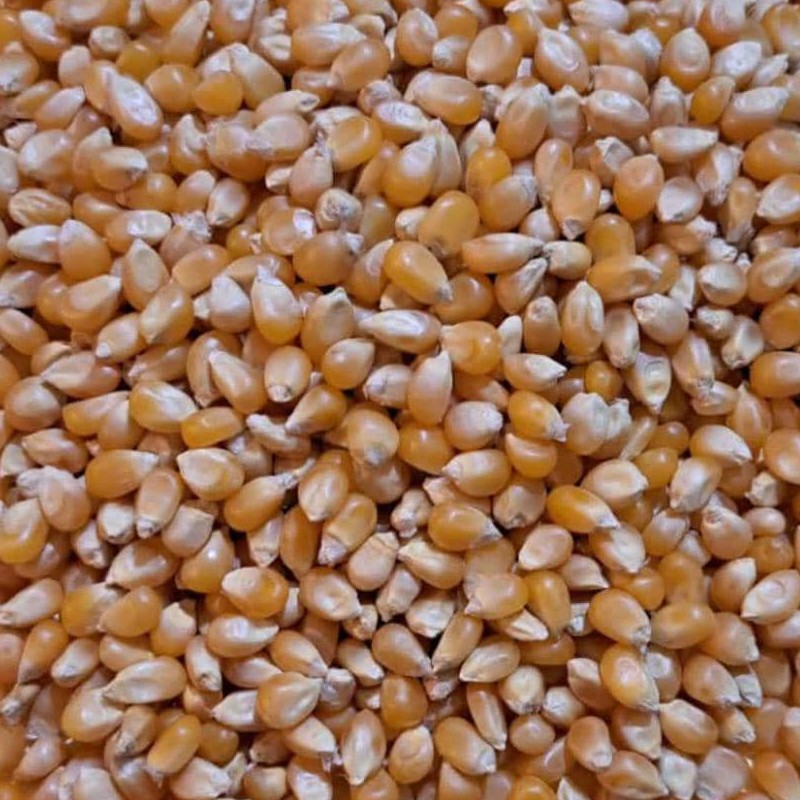 ذرت پاپ کورن آفریقایی 250 گرمی درجه1