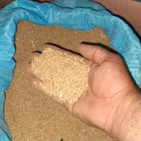 گندم دیم کاملا سالم و طبیعی 