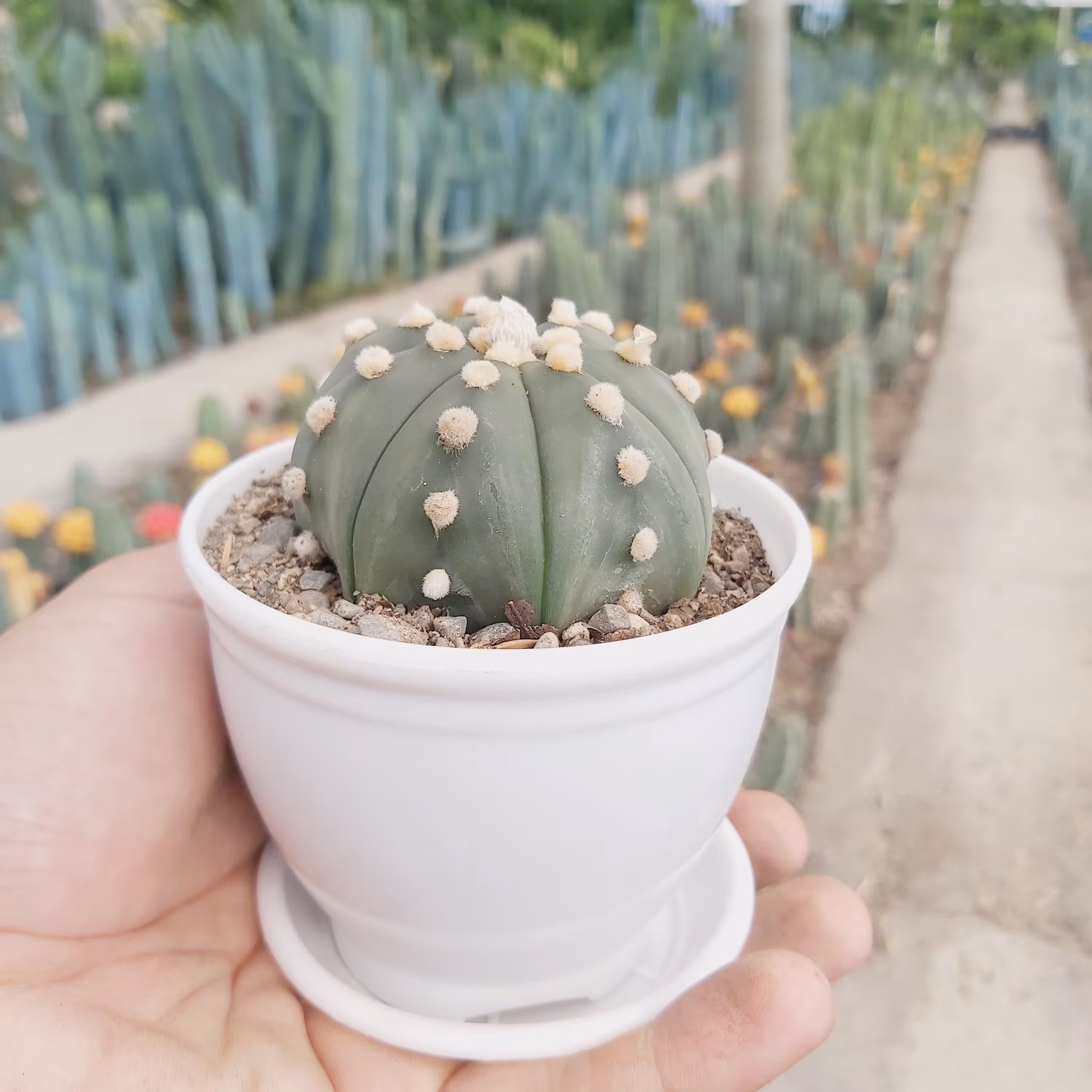 کاکتوس آستریاس نیشکی سبز با گلدان پلاستیکی و زیر گلدانی(مستقیم از تولید کننده خرید کنید)