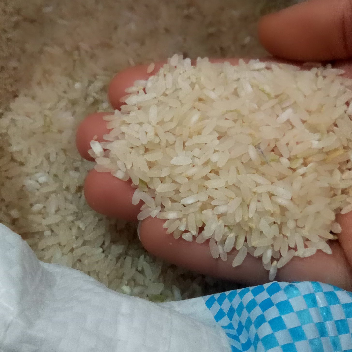 برنج کامفیروز