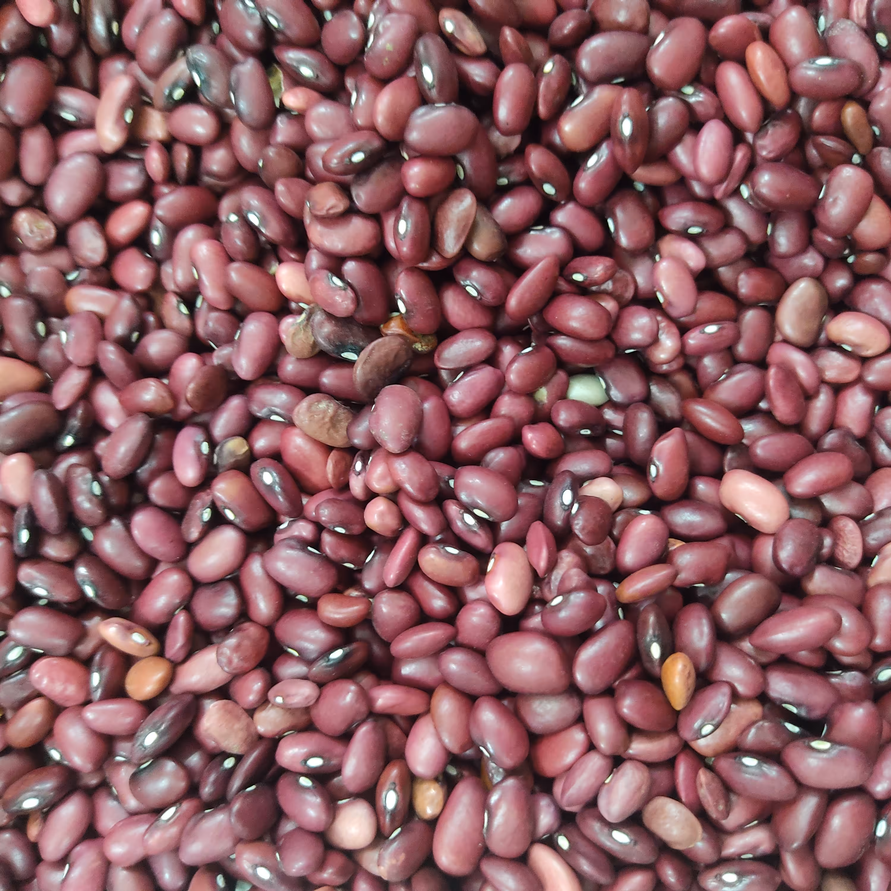 لوبیا قرمز اراک ارسال رایگان