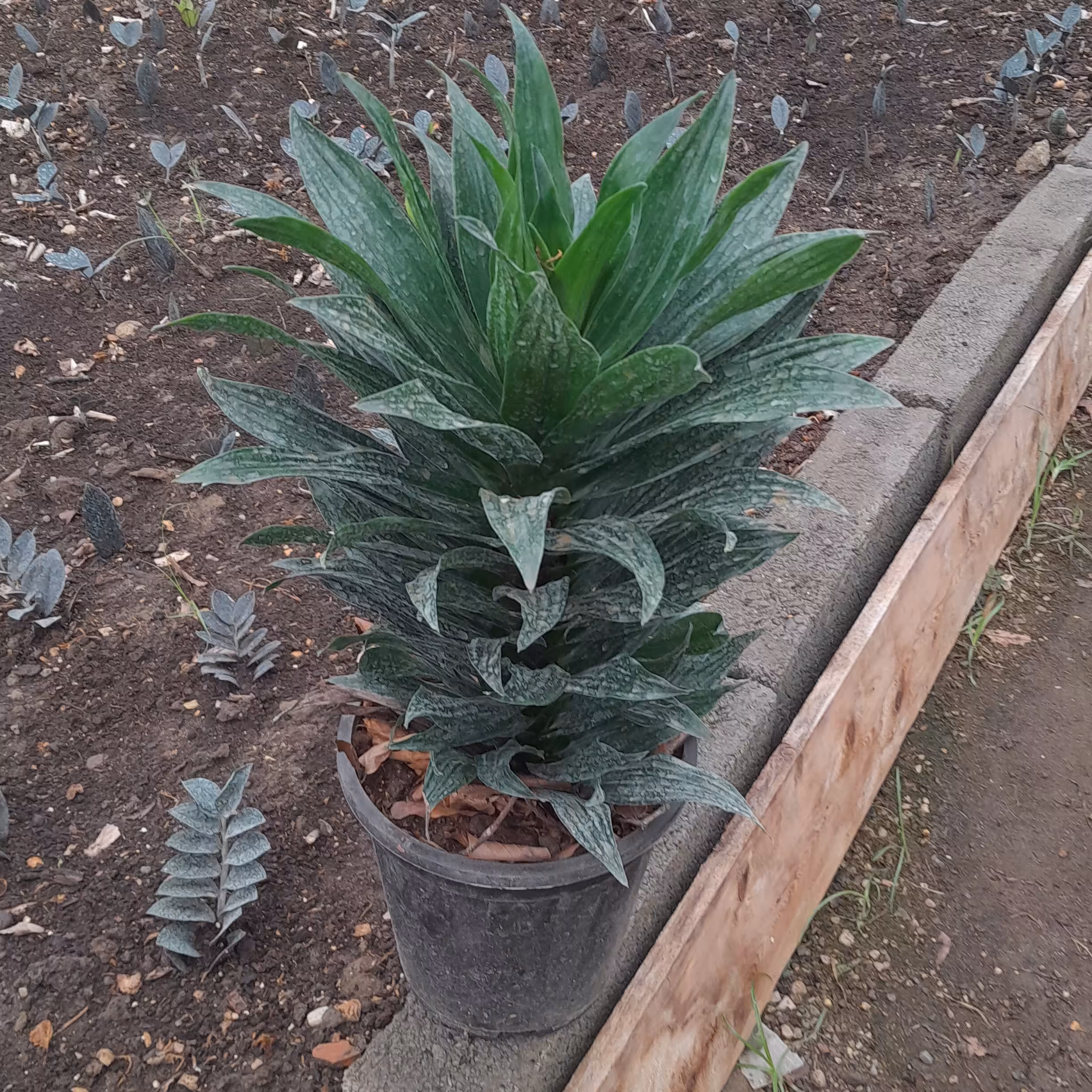 کامپک ، گلدون 7 ، تک و عمده