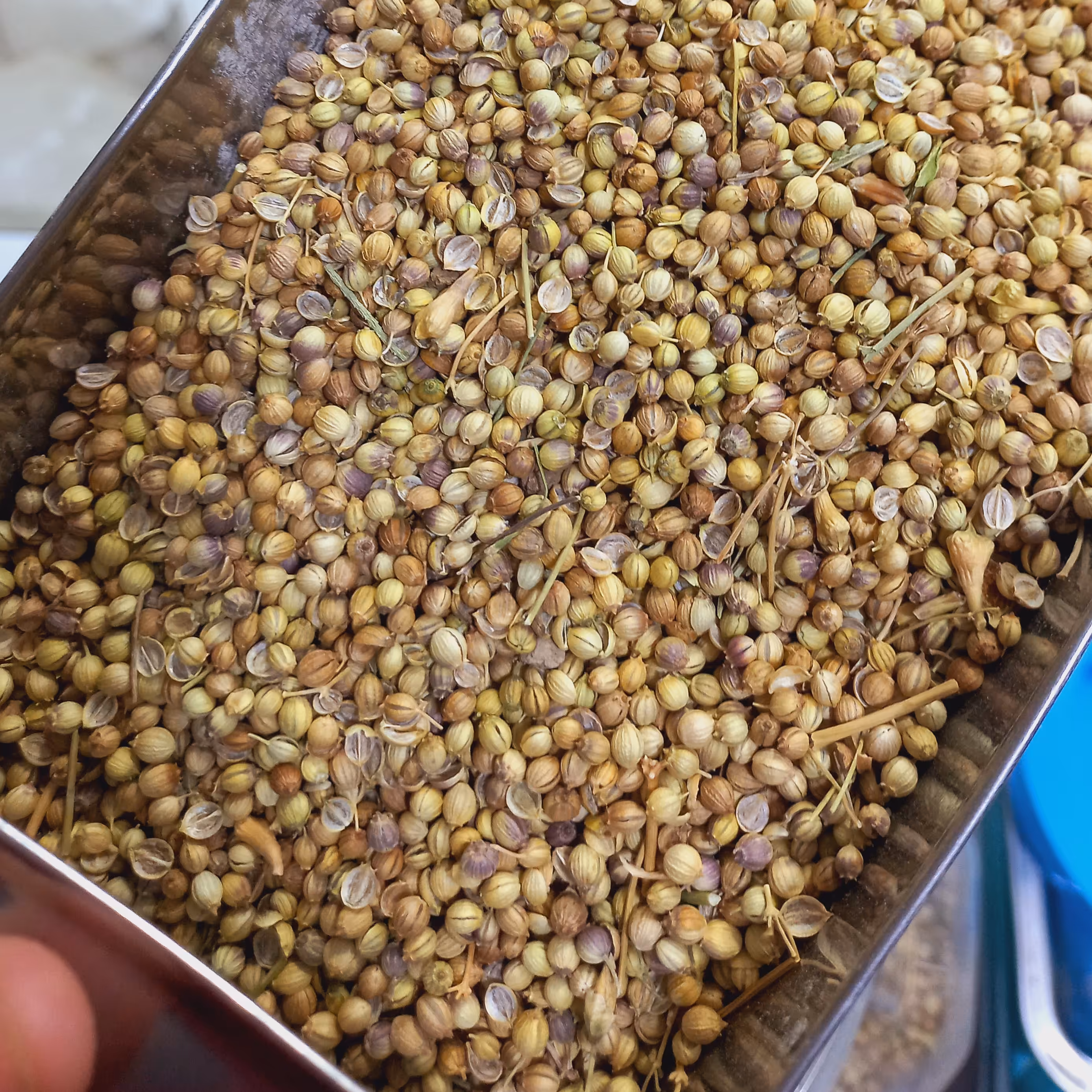 تخم گشنیز توپی (200 گرمی)