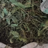 برگ کاسنی اردن 5کیلو گرم کیفیت ممتاز