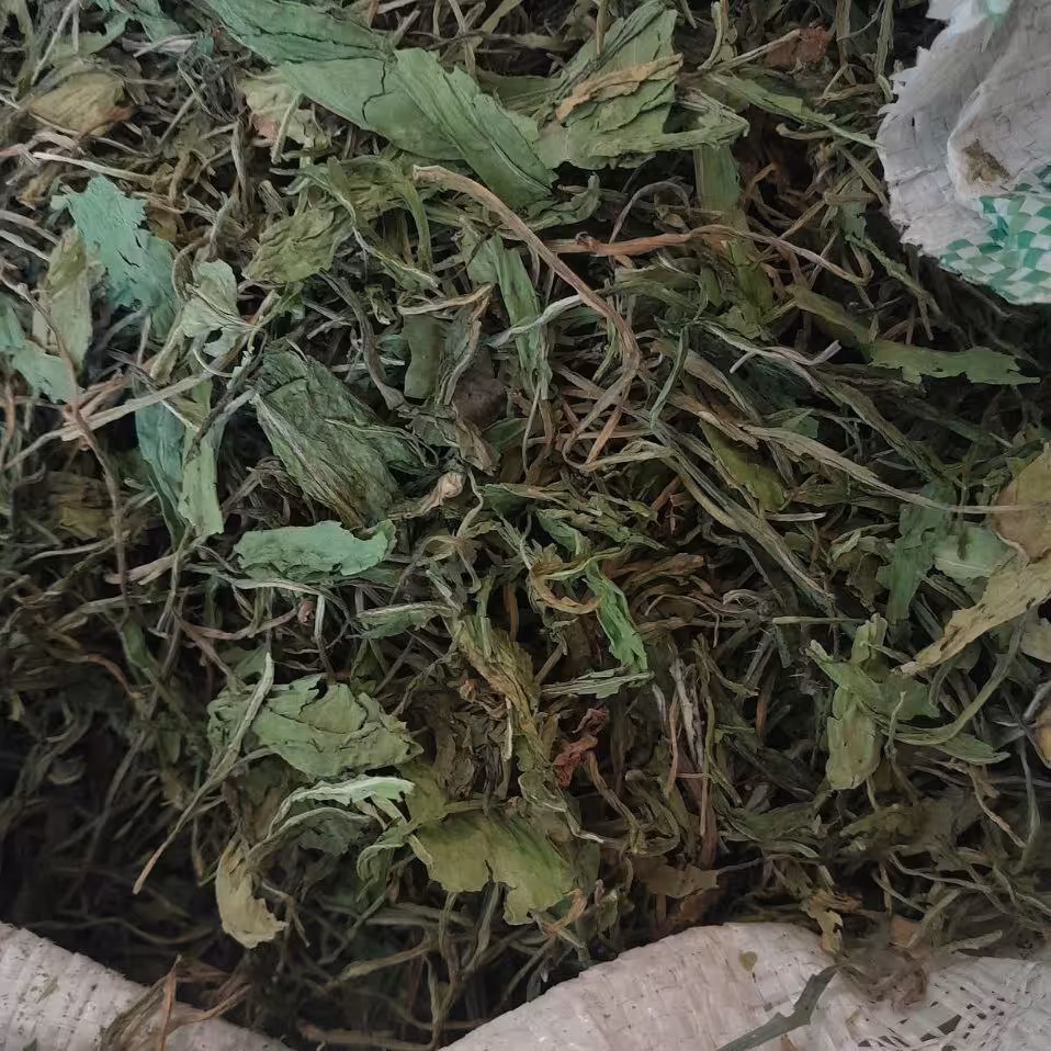 برگ کاسنی اردن 5کیلو گرم کیفیت ممتاز