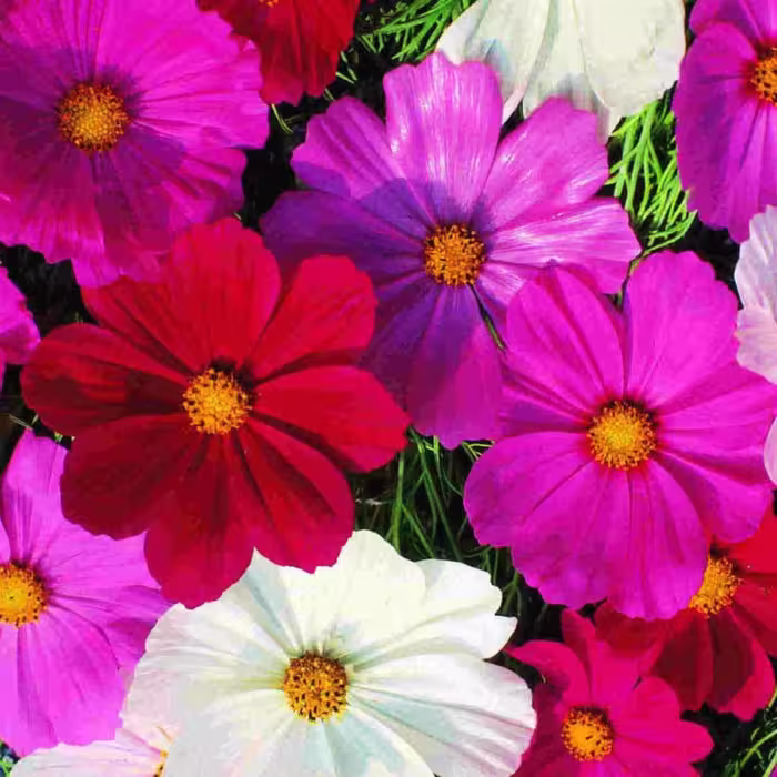 بذر گل ستاره ای پابلند الوان