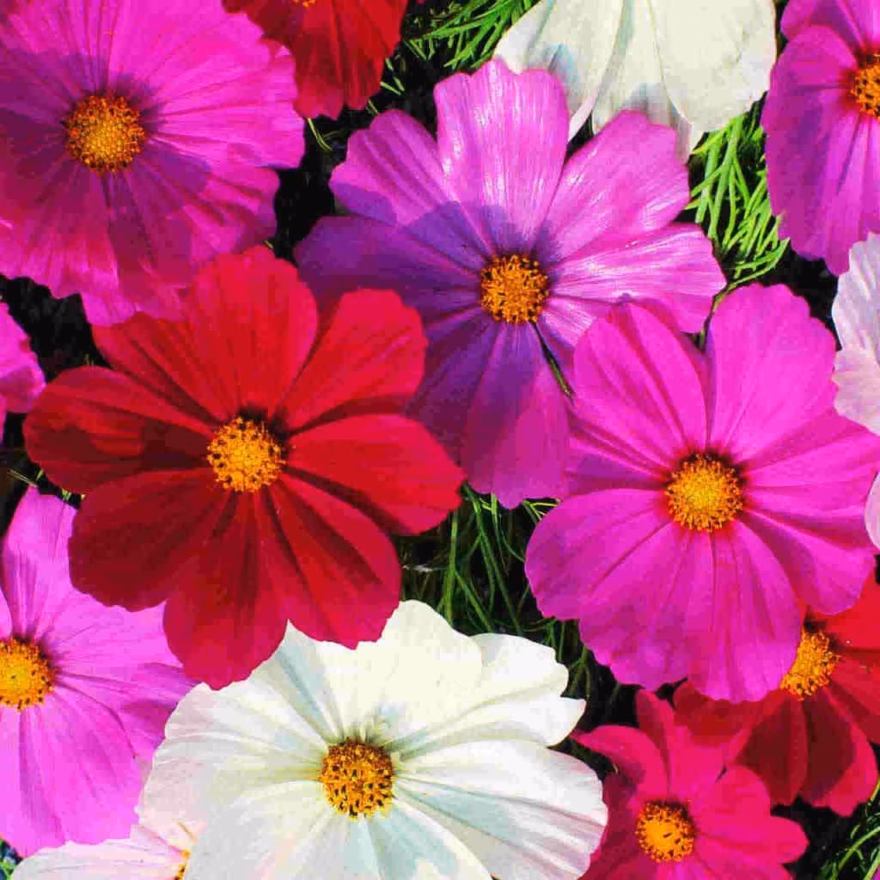 بذر گل ستاره ای پابلند الوان
