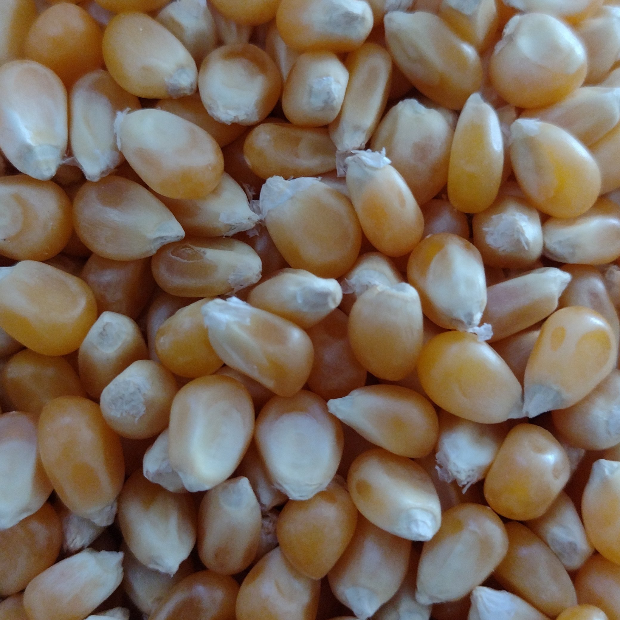 ذرت پاپ کرن شکوفه(250گرم)
عطاری ثامن