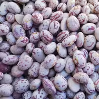 لوبیا چیتی ویژه( 10 کیلوگرمی) ارسال رایگان