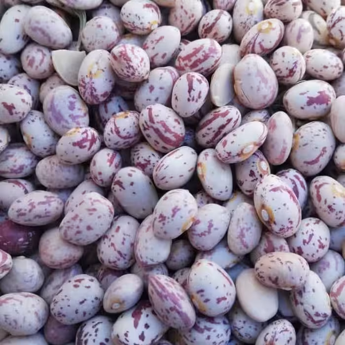 لوبیا چیتی ویژه( 10 کیلوگرمی) ارسال رایگان