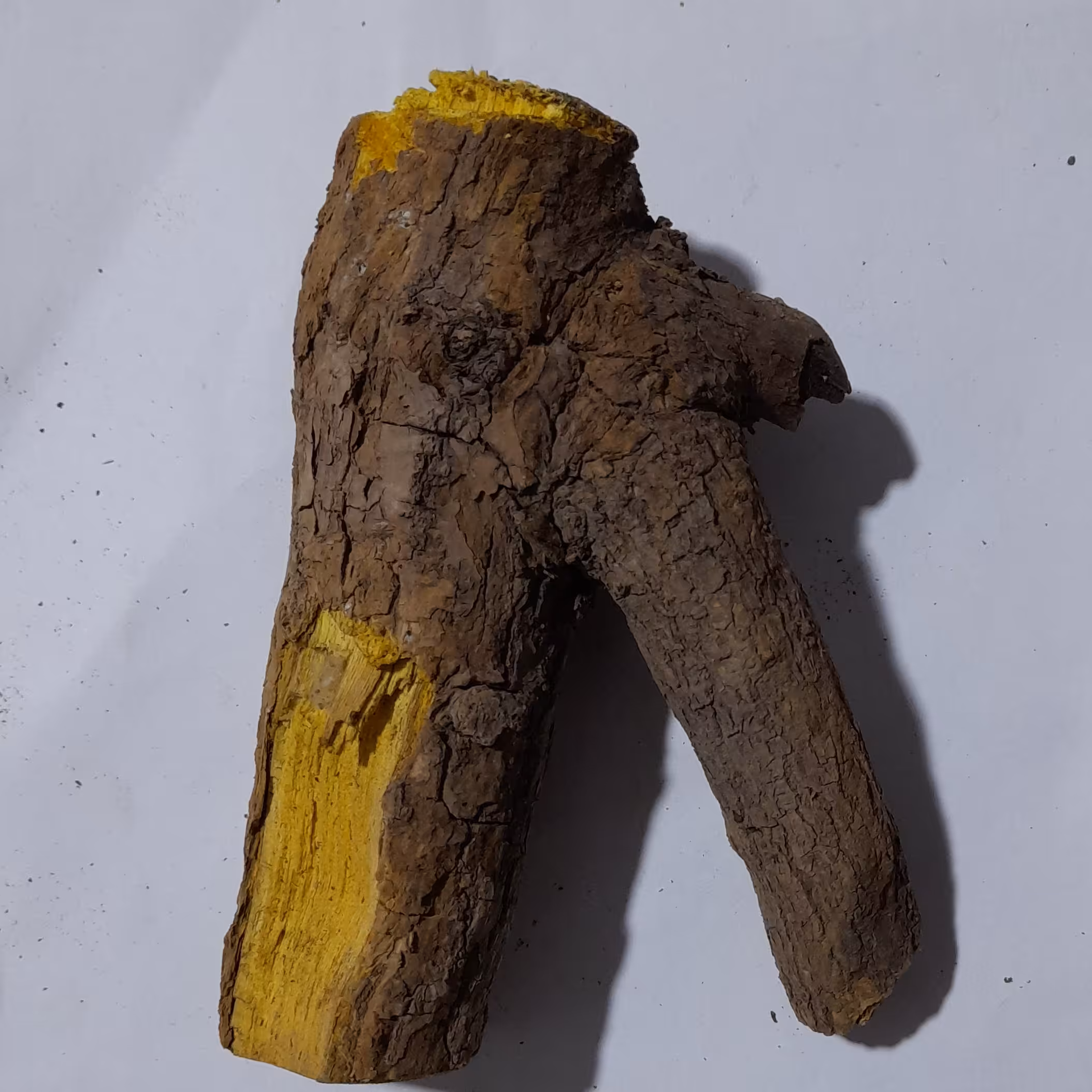 ریشه زرشک کوهی  (بسته 100  گرمی)