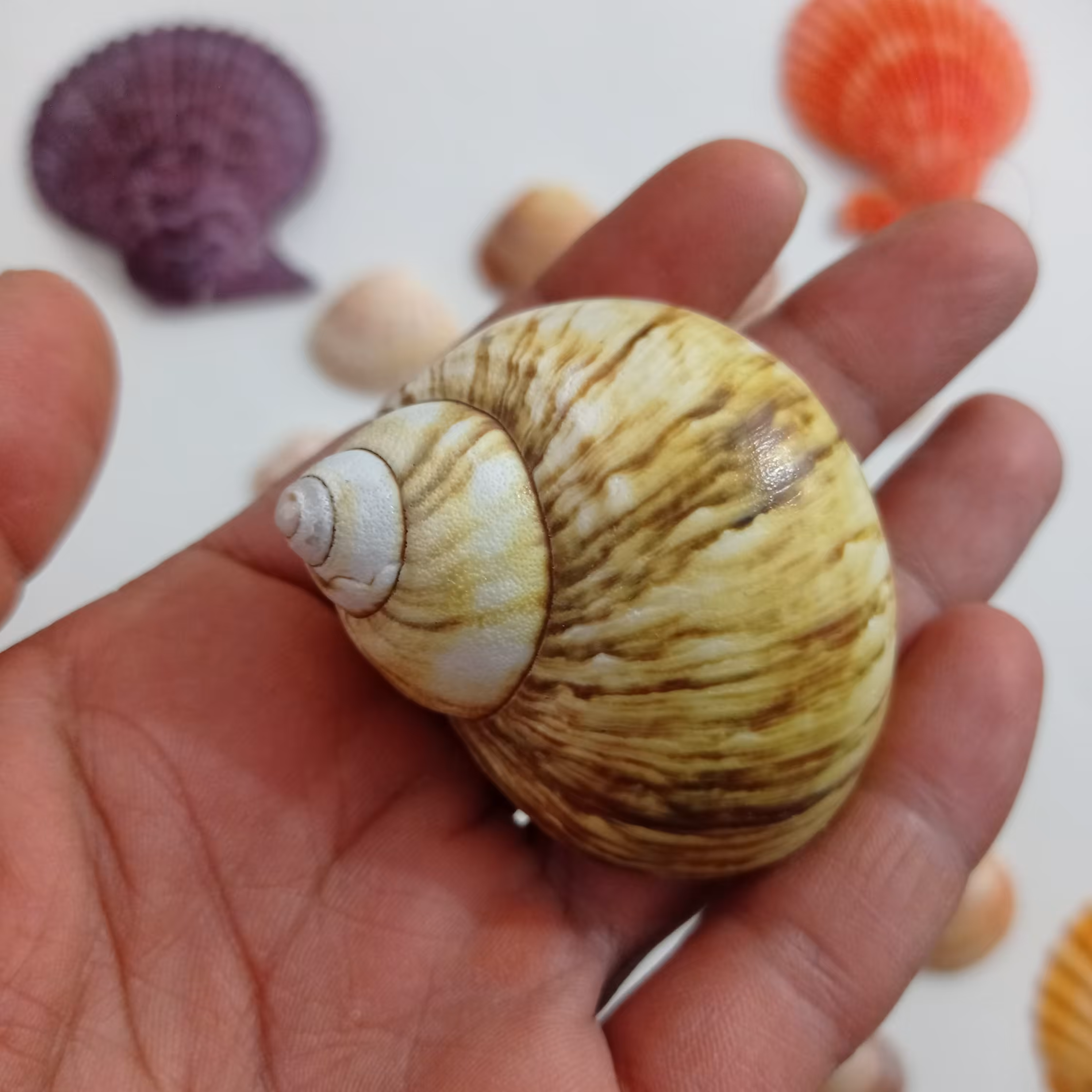 صدف حلزونی توربو طبیعی وارداتی رنگ زرد 